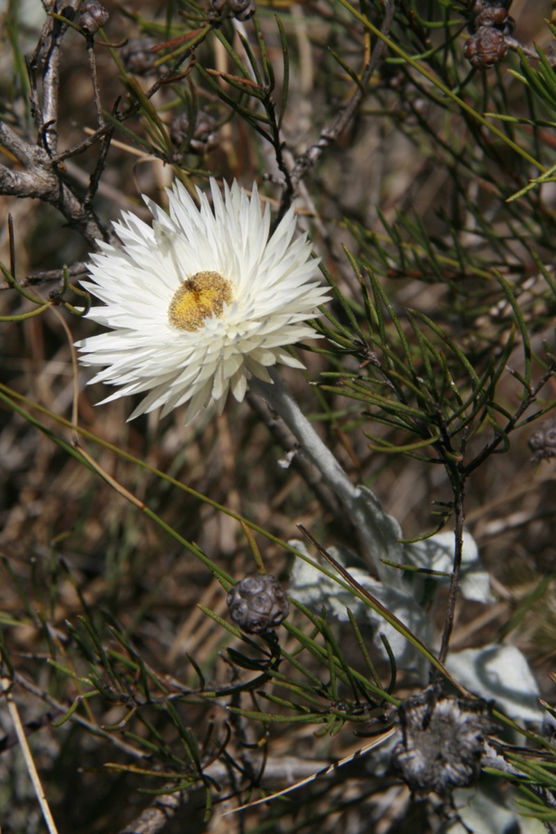Coronidium newcastlianum photo 2
