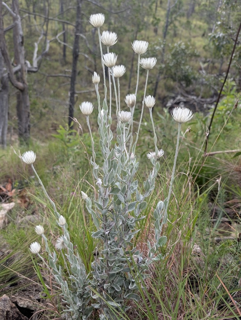 Coronidium newcastlianum photo 3