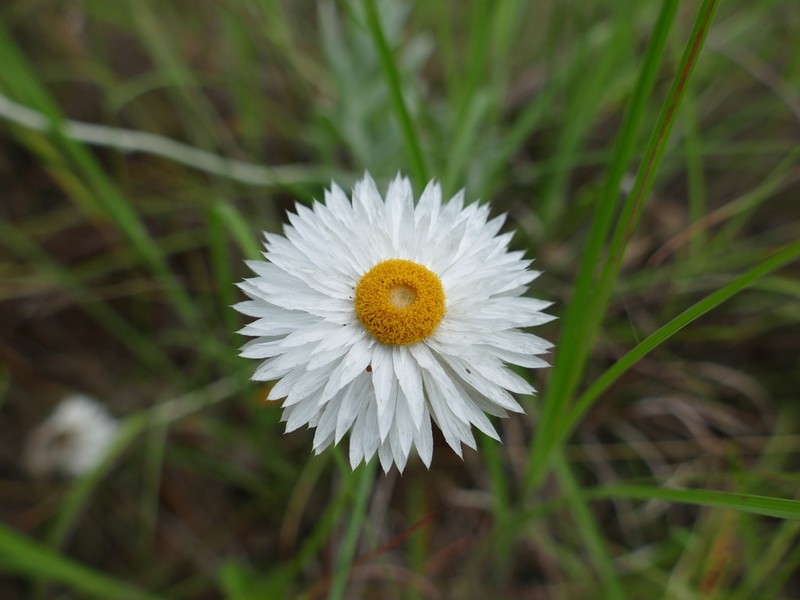 Coronidium newcastlianum photo 4