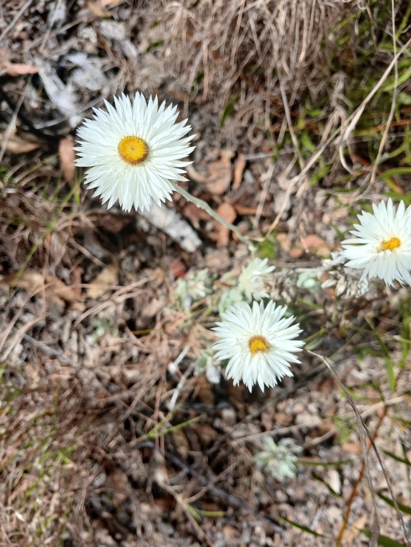 Coronidium newcastlianum photo 5