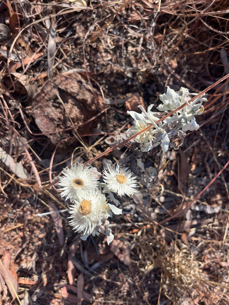 Coronidium newcastlianum photo 6