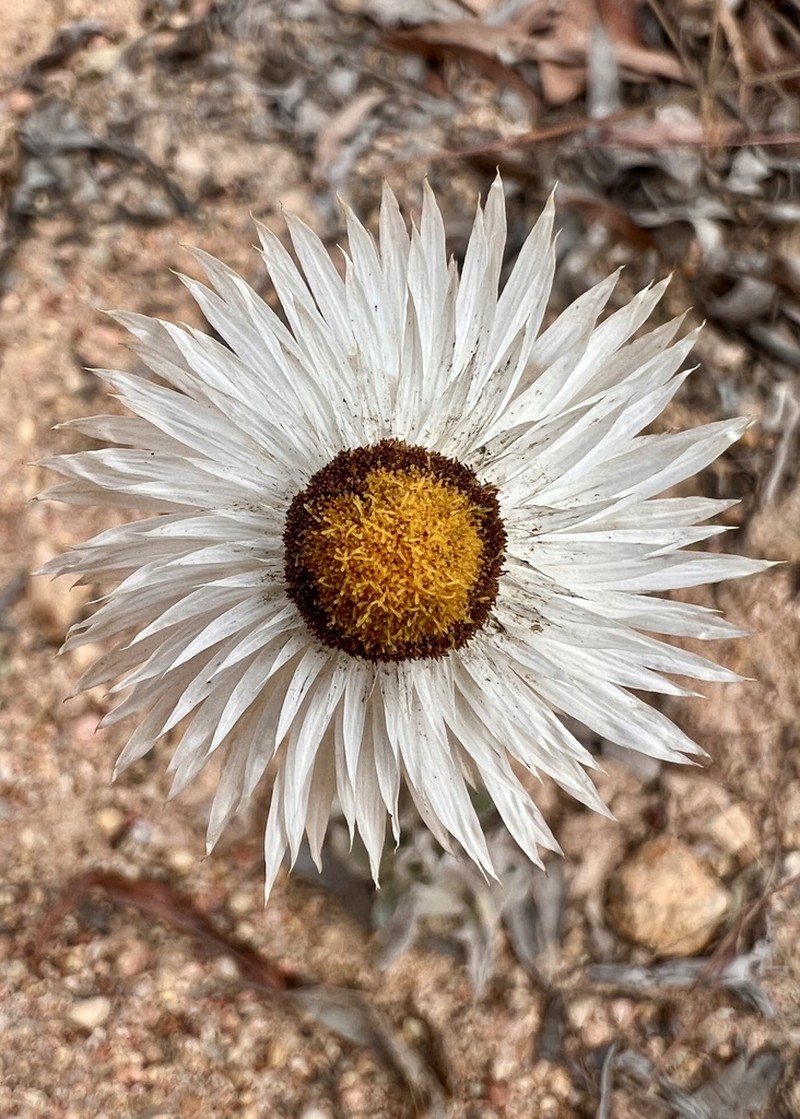 Coronidium newcastlianum photo 7