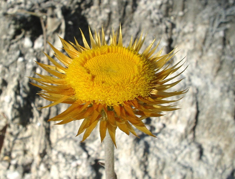 Coronidium oxylepis