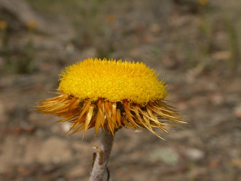 Coronidium oxylepis photo 2
