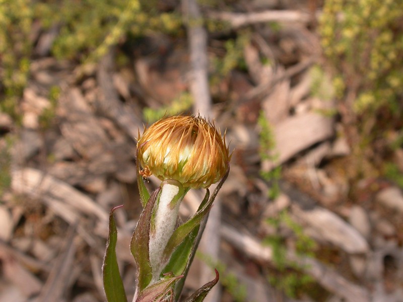 Coronidium oxylepis photo 3