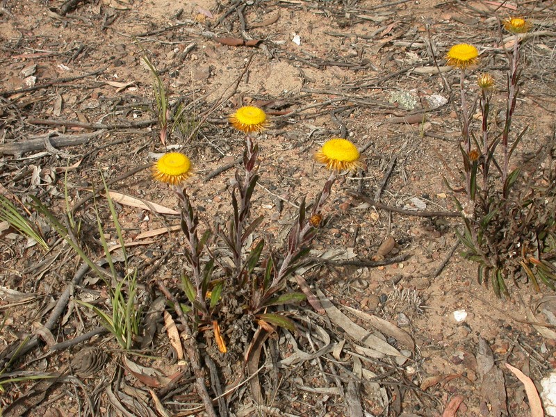 Coronidium oxylepis photo 4