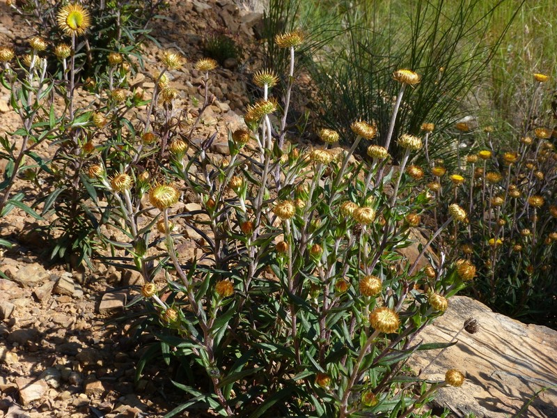 Coronidium oxylepis photo 5
