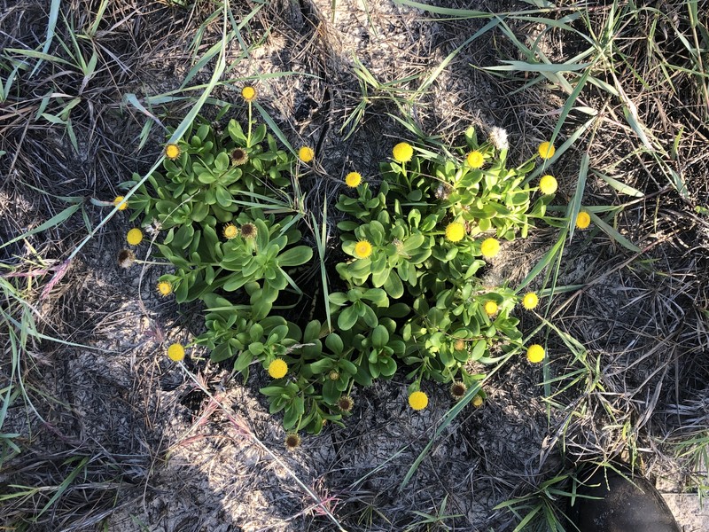 Coronidium oxylepis subsp. carnosum
