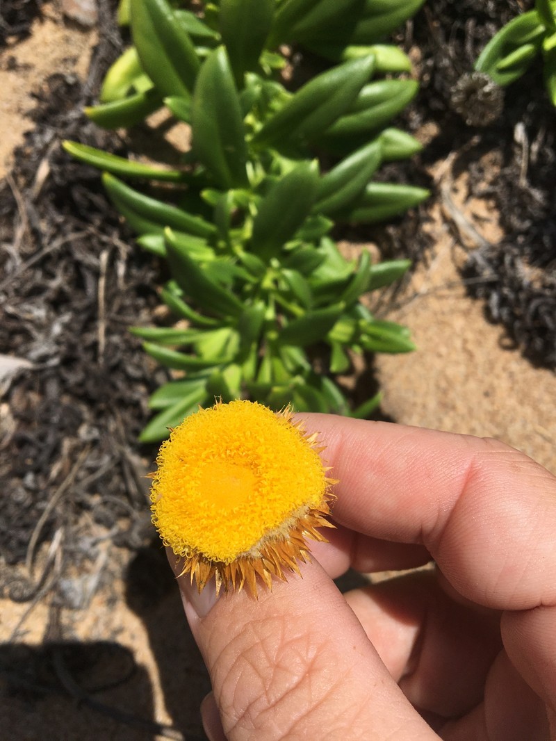 Coronidium oxylepis subsp. carnosum photo 2