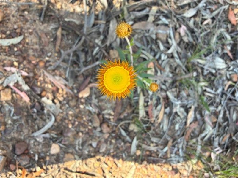 Coronidium oxylepis subsp. lanatum photo 3