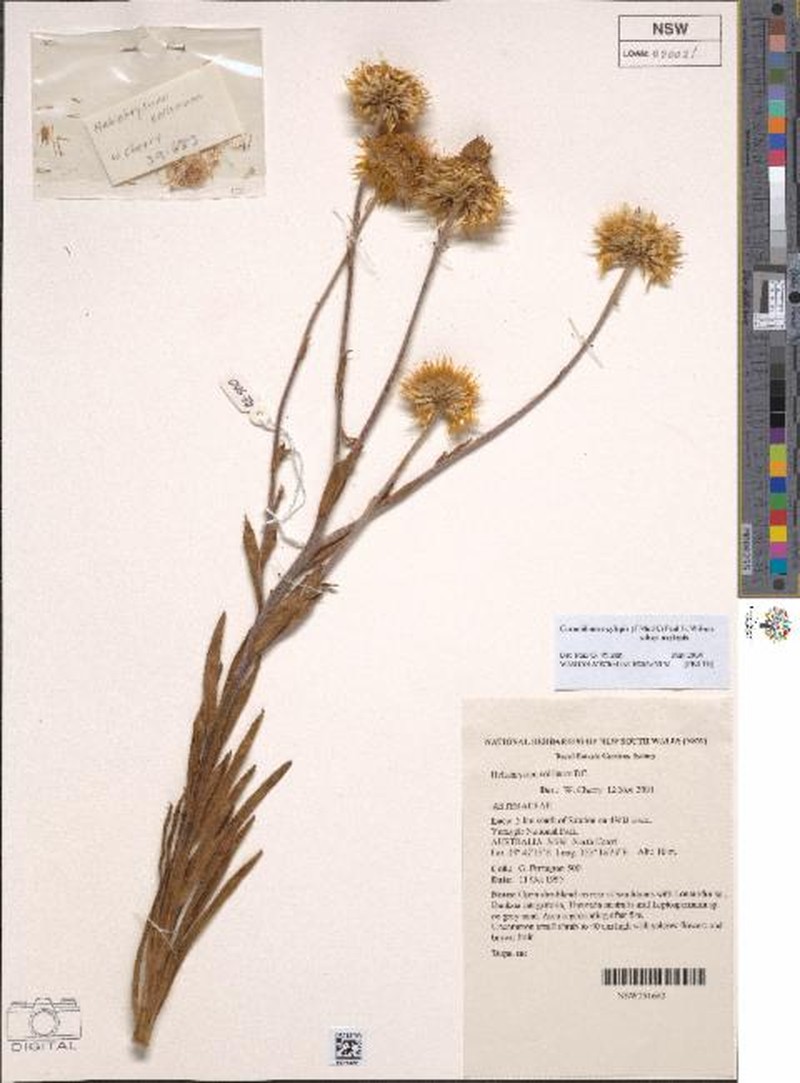 Coronidium oxylepis subsp. oxylepis