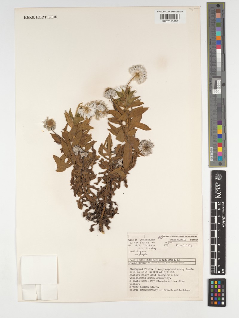 Coronidium oxylepis subsp. oxylepis photo 2