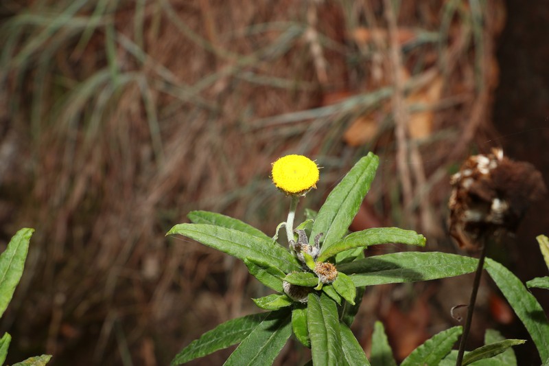 Coronidium rupicola