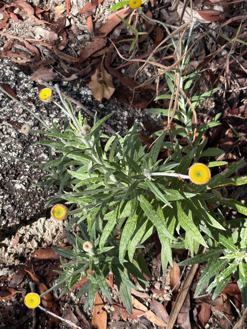 Coronidium rupicola photo 2