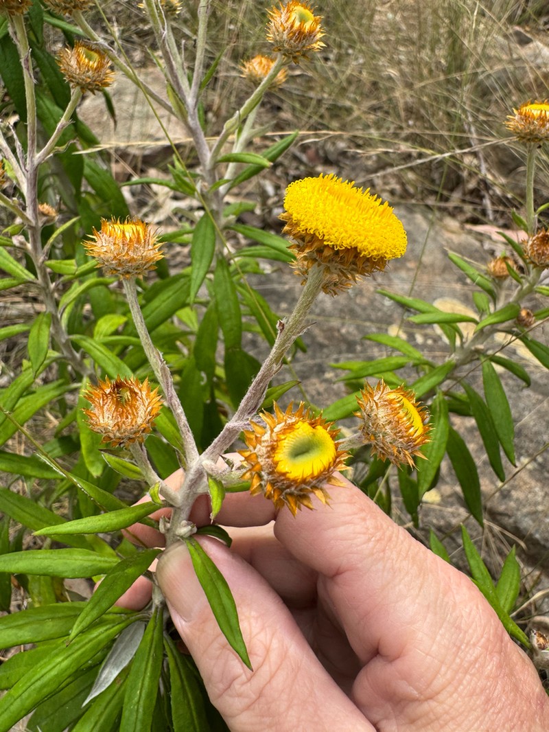 Coronidium rupicola photo 4
