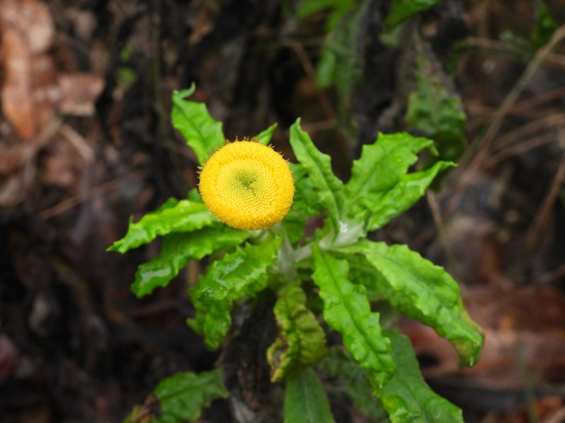 Coronidium rupicola photo 5
