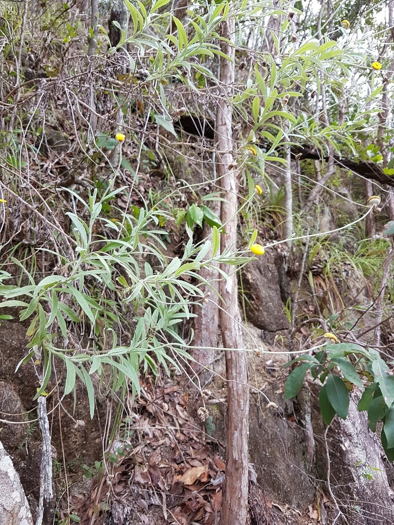 Coronidium rupicola photo 6