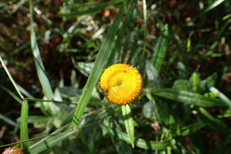 Coronidium rupicola photo 7