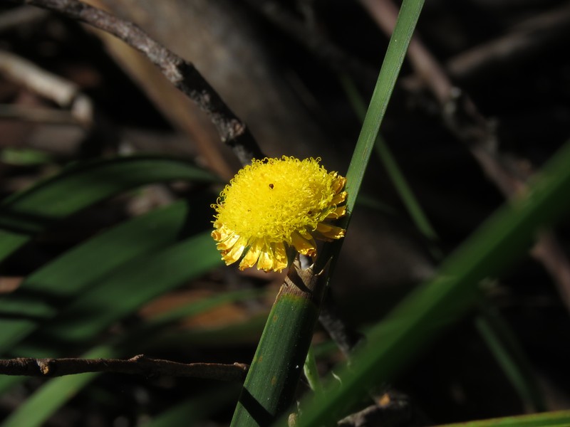 Coronidium rutidolepis