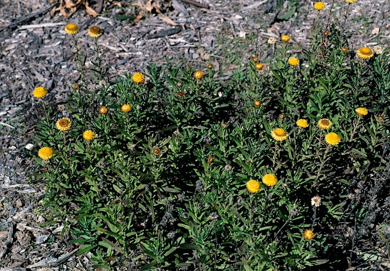 Coronidium rutidolepis photo 2