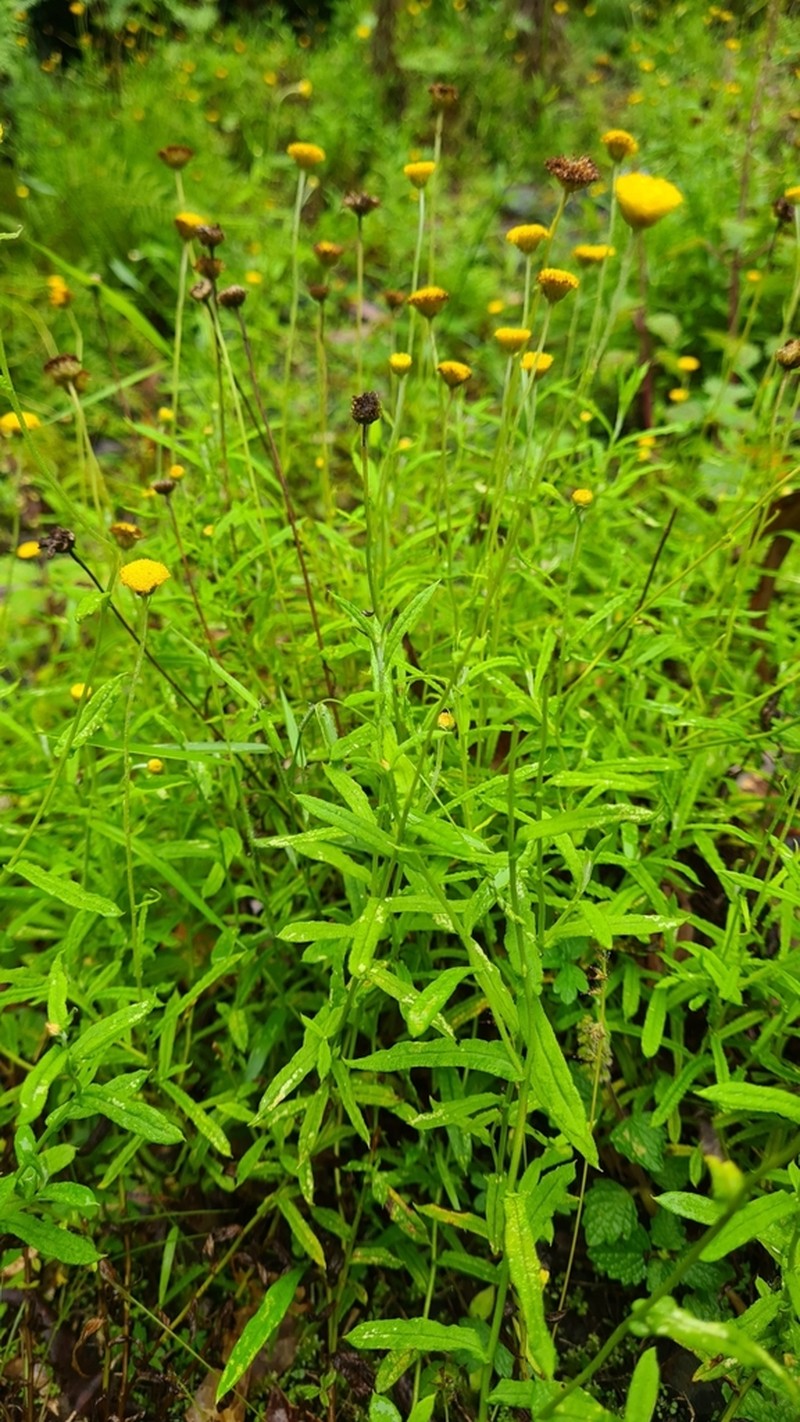 Coronidium rutidolepis photo 4