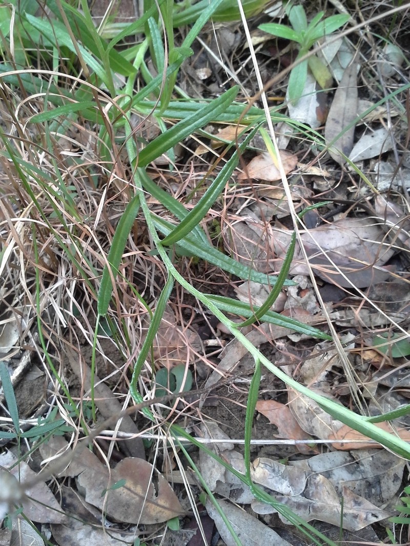 Coronidium rutidolepis photo 7
