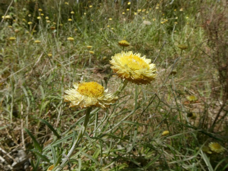 Coronidium scorpioides
