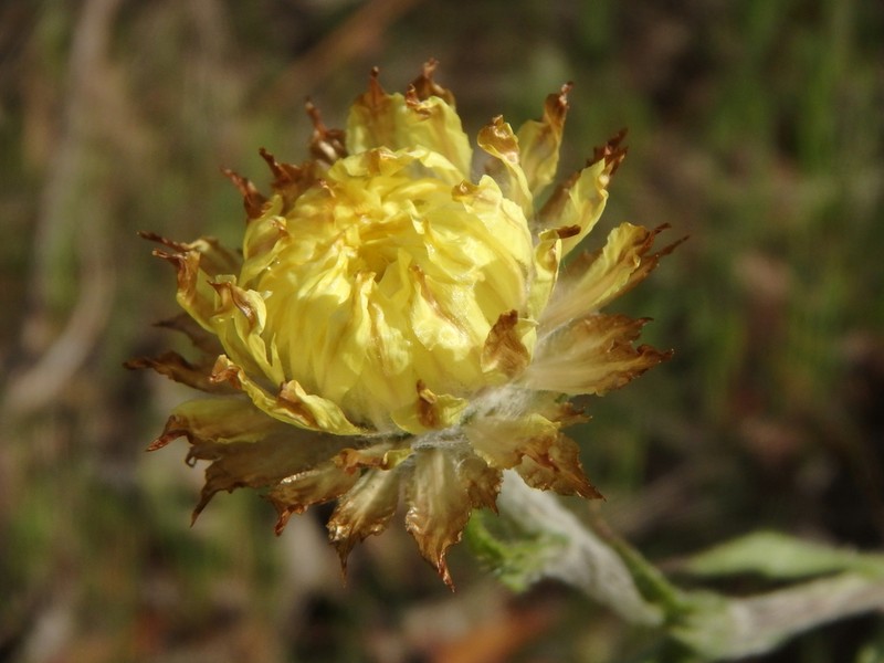 Coronidium scorpioides photo 2