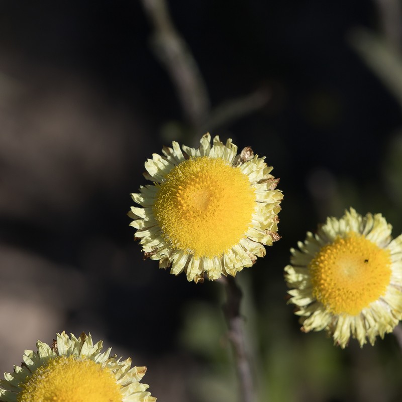 Coronidium scorpioides photo 4