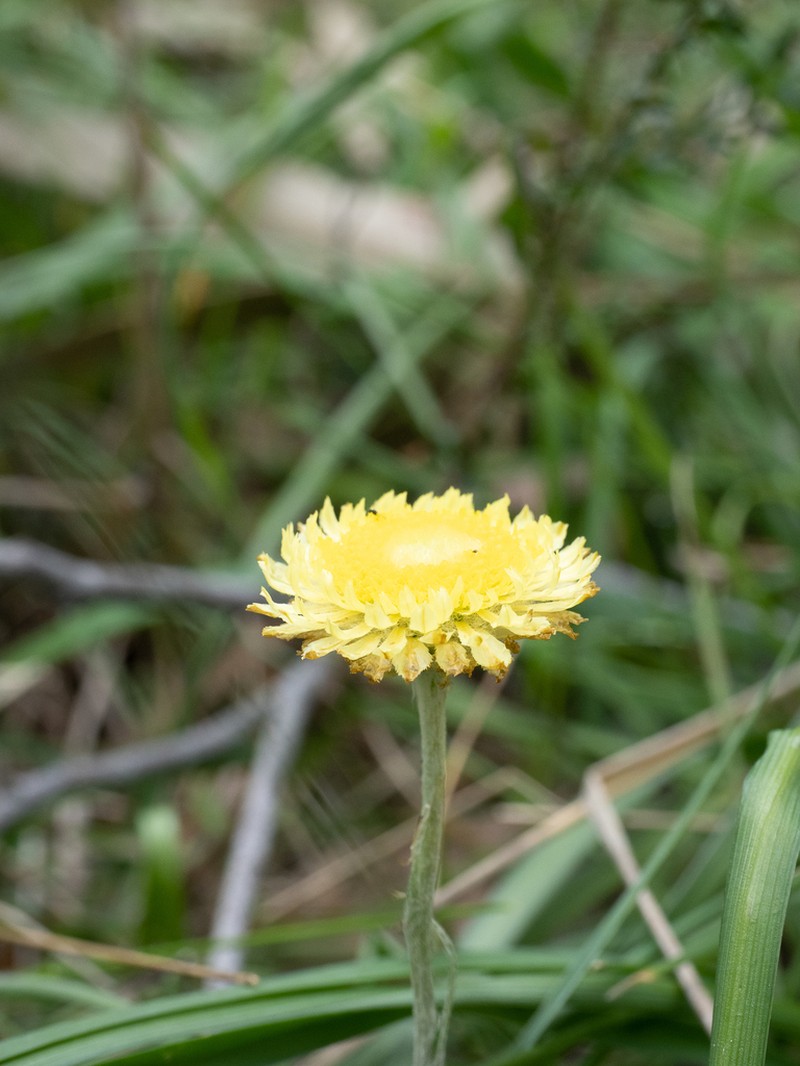 Coronidium scorpioides photo 5