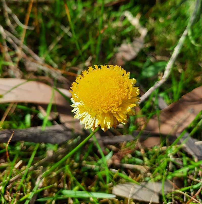 Coronidium scorpioides photo 6