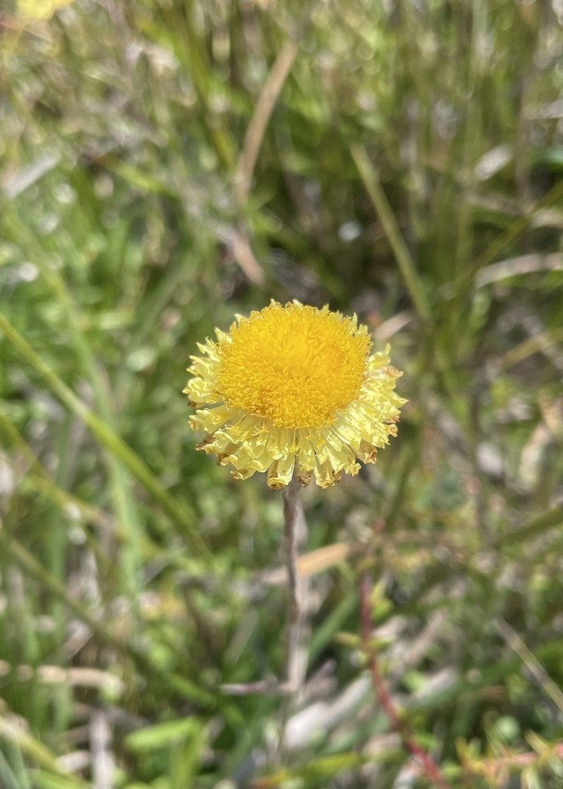 Coronidium scorpioides photo 7