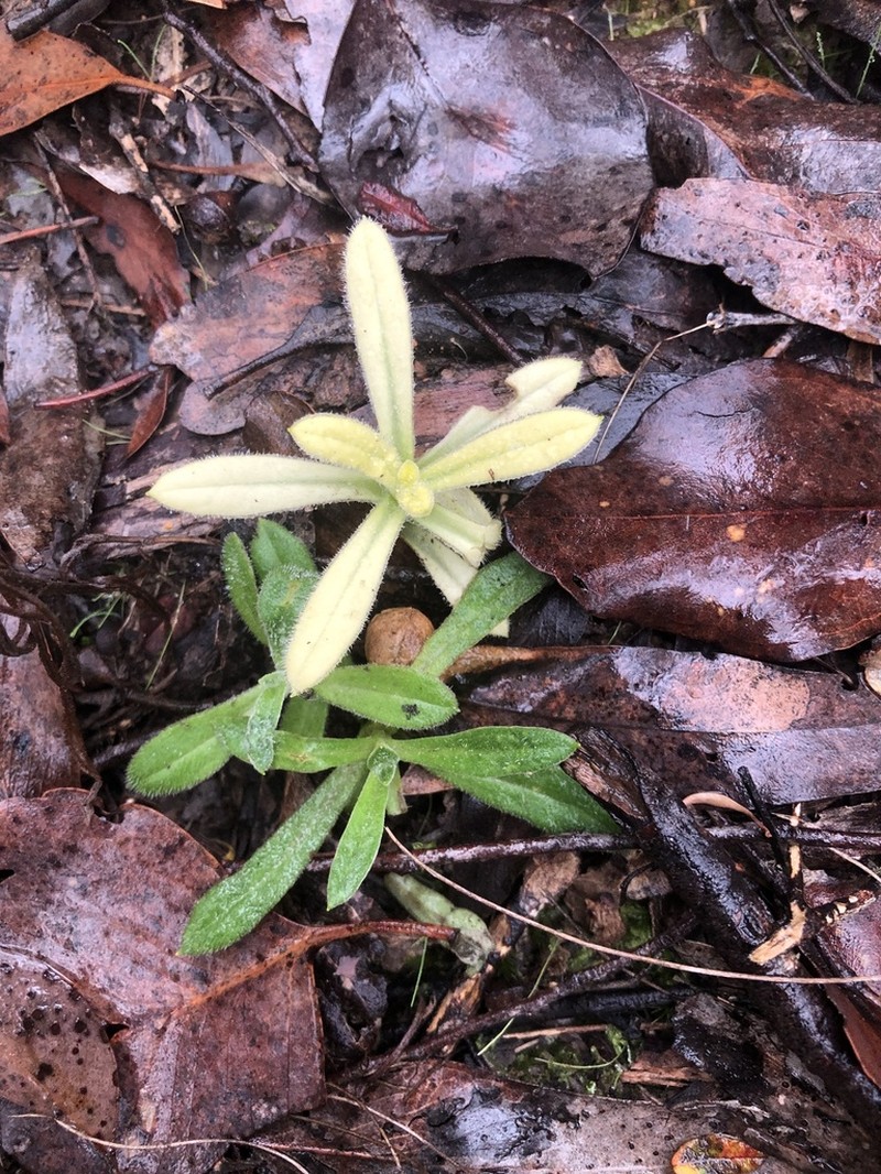 Coronidium scorpioides photo 8
