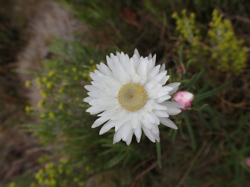 Coronidium waddelliae