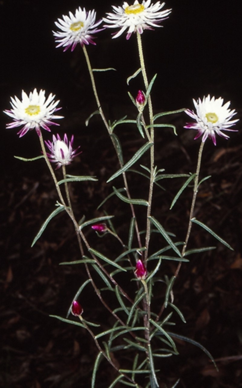 Coronidium waddelliae photo 2
