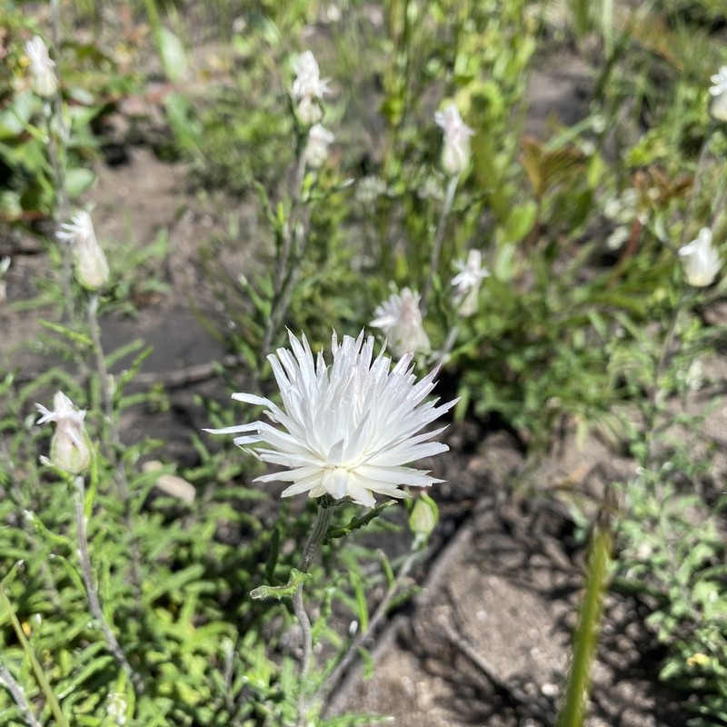 Coronidium waddelliae photo 3