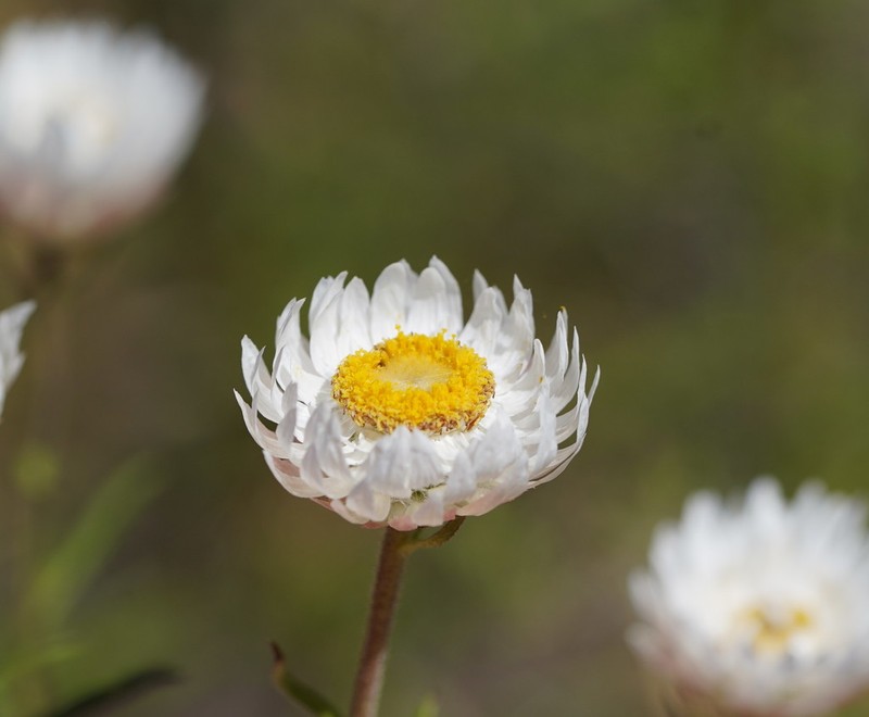 Coronidium waddelliae photo 4