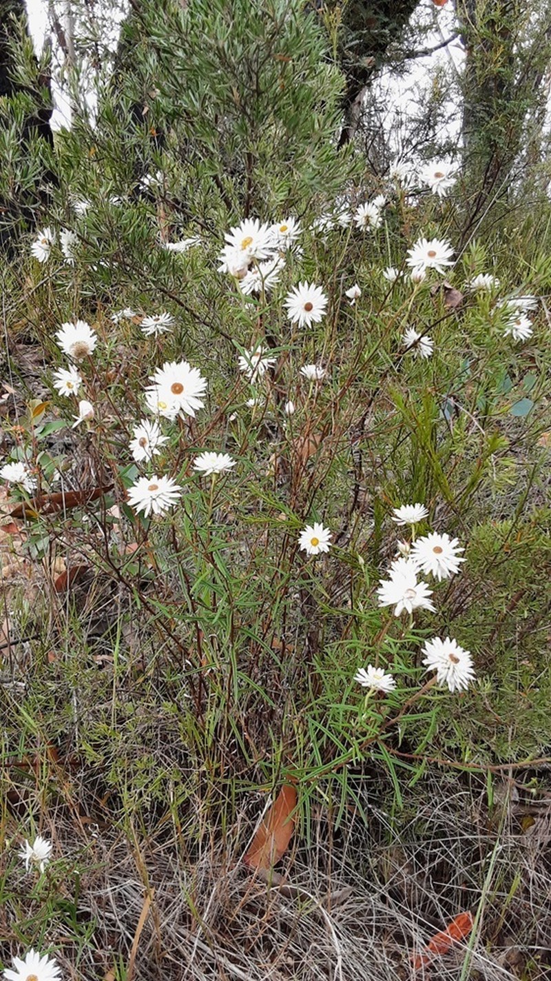 Coronidium waddelliae photo 5