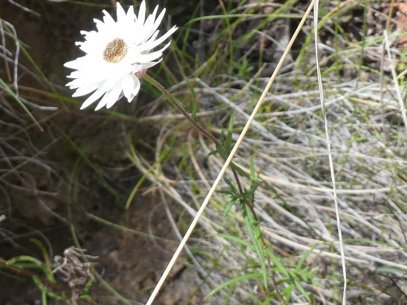 Coronidium waddelliae photo 6