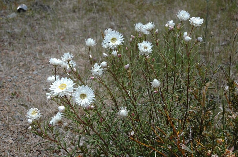 Coronidium waddelliae photo 7