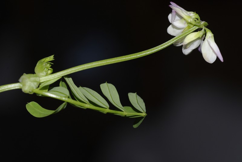 Coronilla atlantica