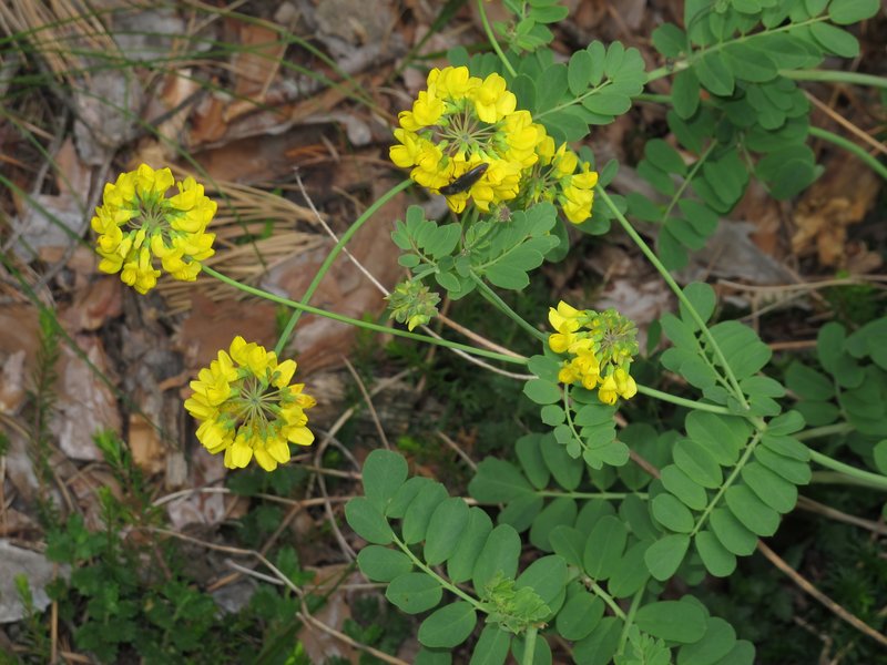 Coronilla coronata