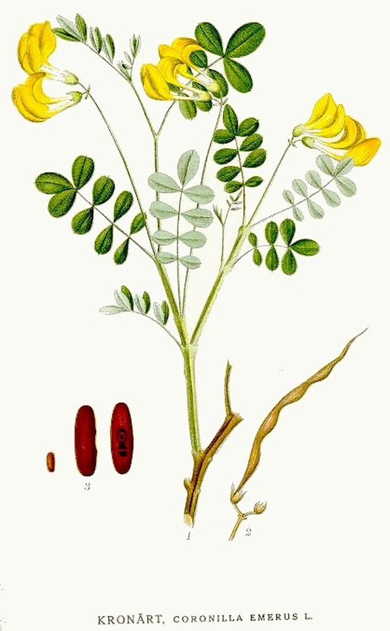 Scorpion Senna