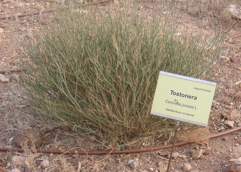 Coronilla juncea