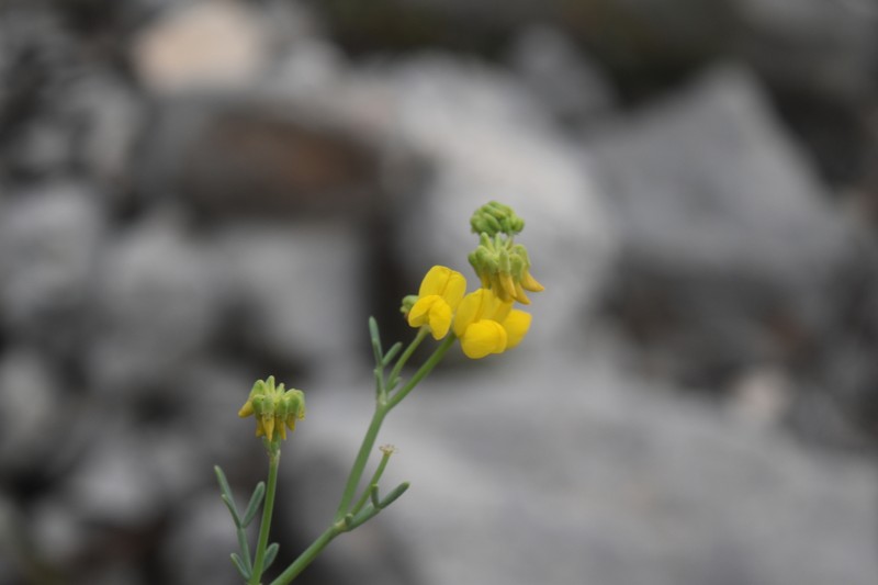 Coronilla juncea subsp. juncea