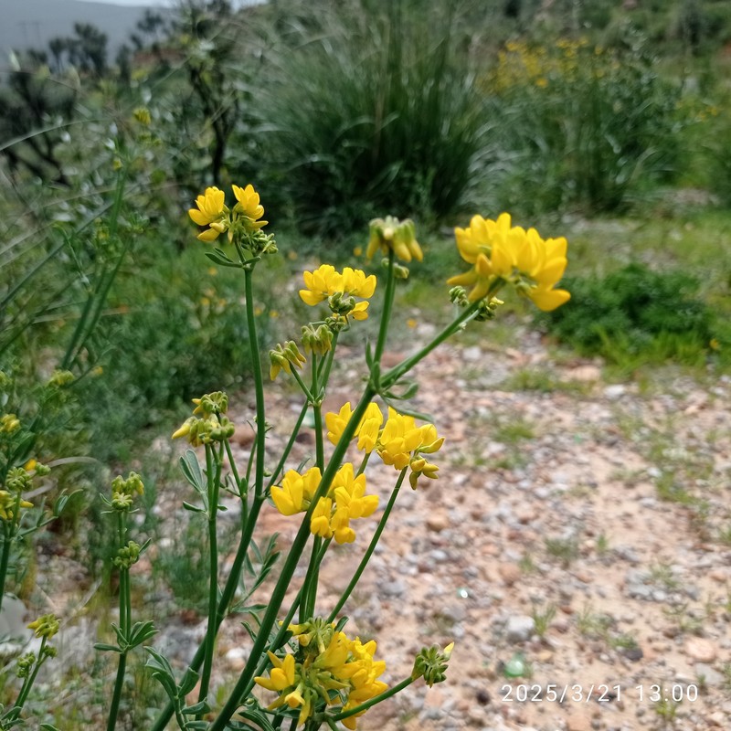 Coronilla juncea subsp. juncea photo 2