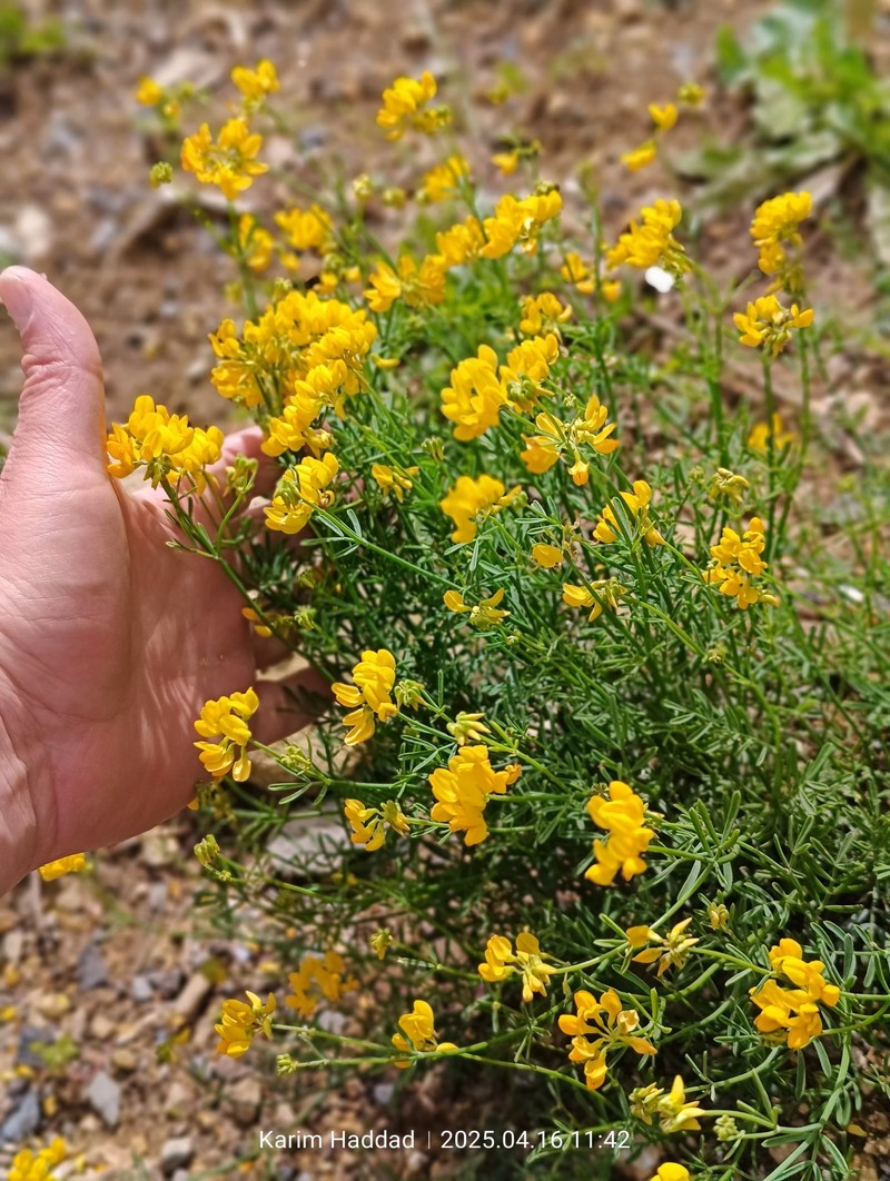 Coronilla juncea subsp. juncea photo 3