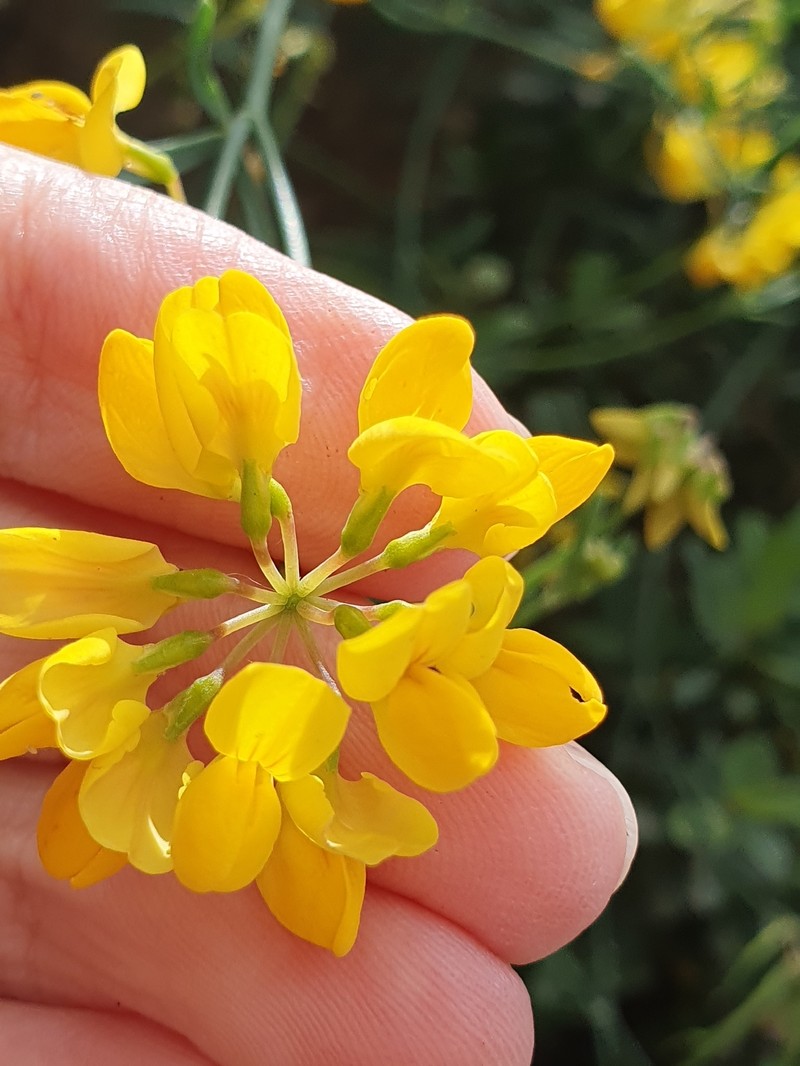 Coronilla juncea subsp. juncea photo 4