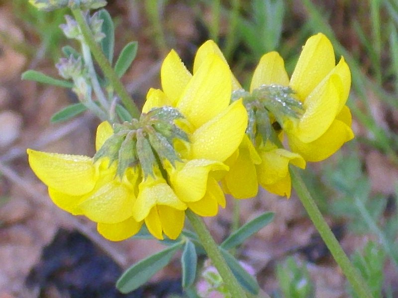 Coronilla minima