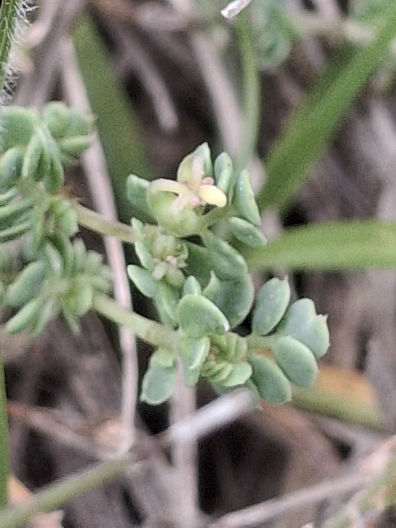 Coronilla minima subsp. minima